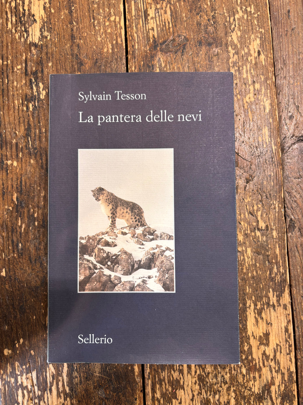 La pantera delle nevi